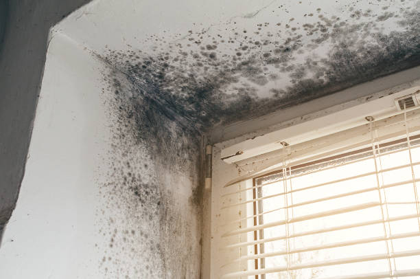 Affordable Black Mold Removal solutions in Dacono, CO